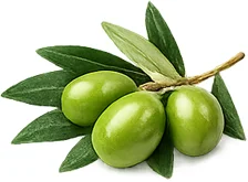 Cardilax — Hoja de olivo en polvo (Olea europaea)