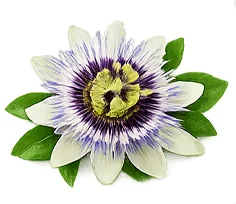 Cardilax — Pasiflora (Passiflora edulis)